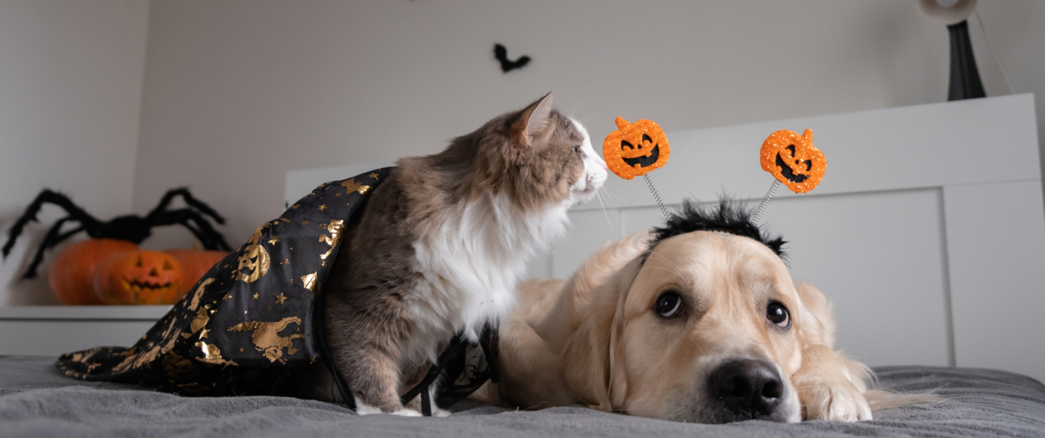 halloween safety pets