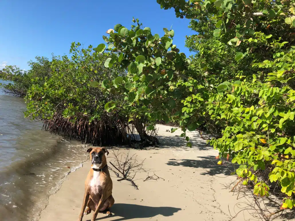 Understanding Florida’s New Dangerous Dog Law Blog