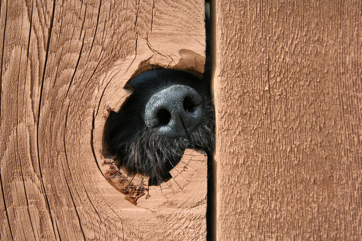 dog nose poking through fence hole - dog bite attorney palm beach gardens